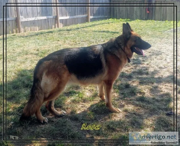 Akc German Shepherd female for sale black and red