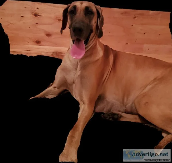 Akc dane babies