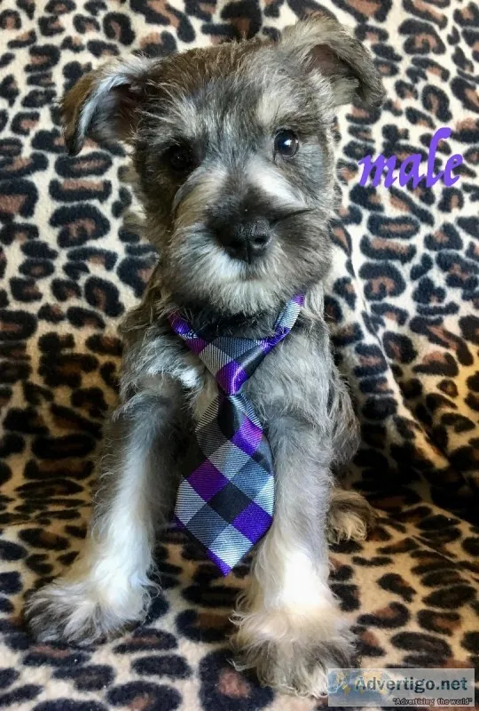 miniature schnauzers