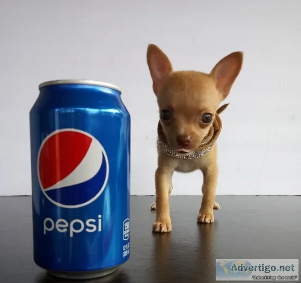 Micro mini and teacup Size Chihuahua Shots and Papers