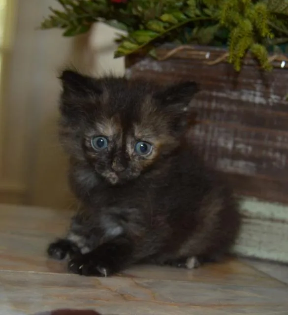 american bobtail kittens