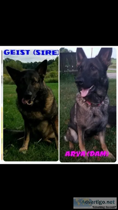 AKC GERMAN SHEPHERD PUPS
