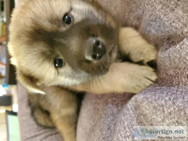 2 jindo purebred puppies(both females)