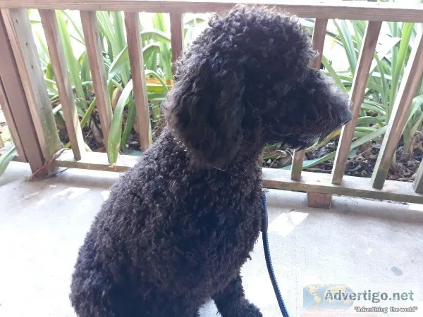Bernedoodle F1b male 6mths curly