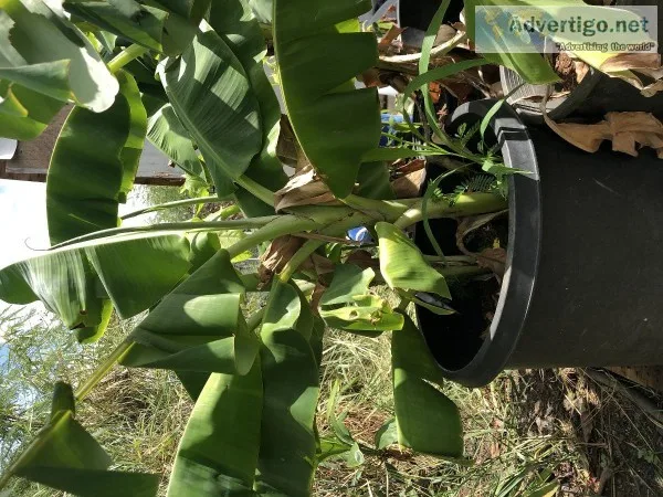 Fruit Trees Asstd. Palms  Asstd. TeaLeaf And Garden and home acc
