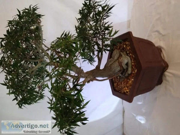 30 YEAR OLD LARGE BONSAI FOR SALE