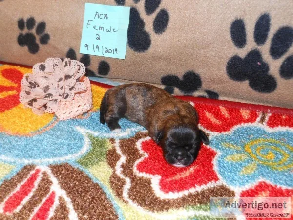 ACA LHASA APSO UNIQUE COLORS PUPPIES