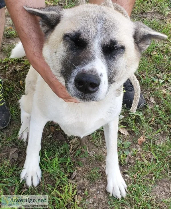 Female Akita
