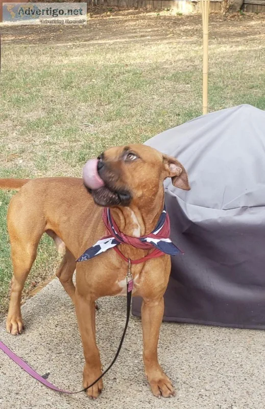 Free Male Boxer Mix Dog -  Dixon needs a loving home