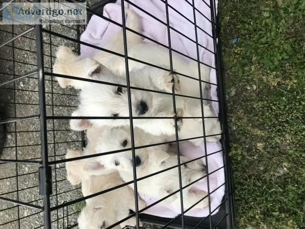 Scottish terrier pups