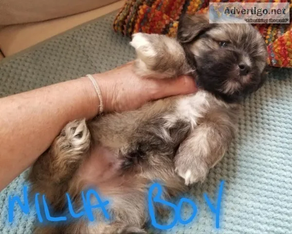 AKC Havanese soft and sweet
