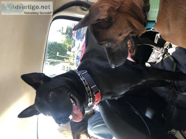 Thai ridgebacks