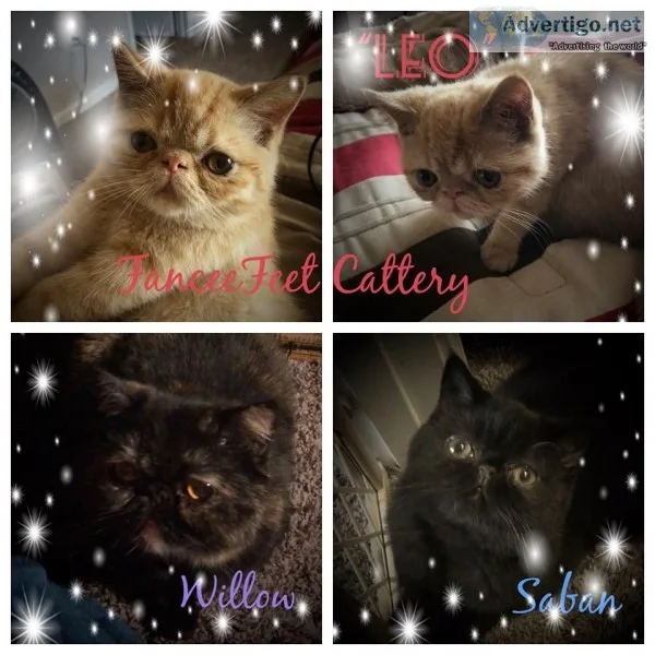 Exotic Short Hair Kitten Available for Adoption in Jacksonville 