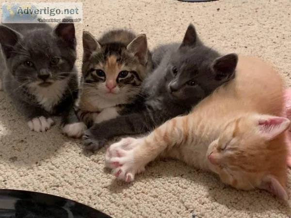 8 week kittens