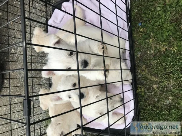 Wheaten Scottish terriers