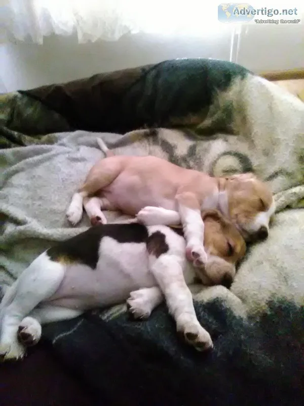 AKC beagle puppies
