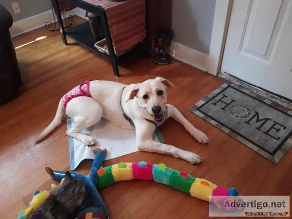 Beautiful half Great Pyrenees half lab