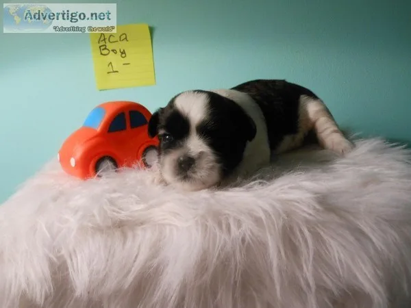 ACA LHASA APSO  UNIQUE COLORS PUPPIES
