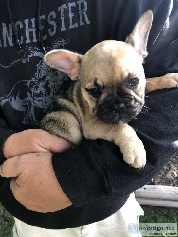 Akc French Bulldog puppies available