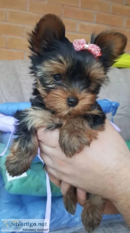 Teacup Yorkie puppies for good home