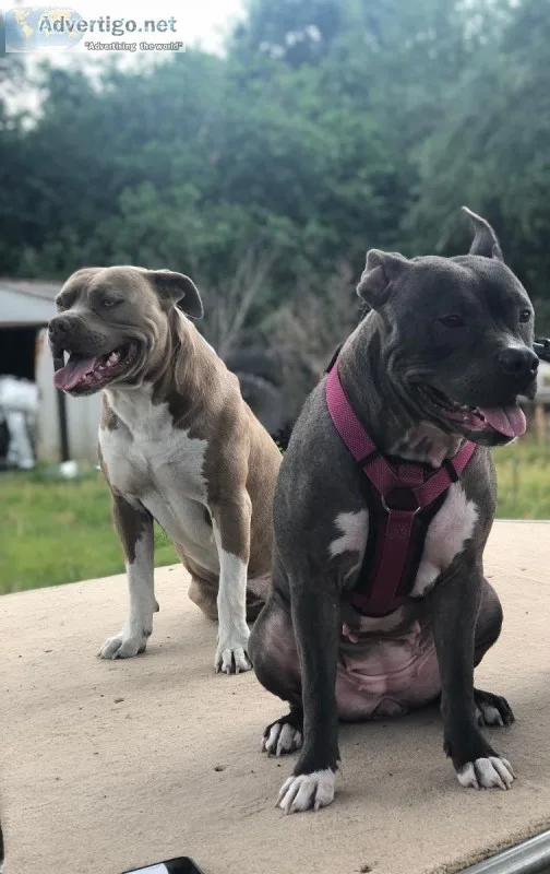 Pitbull puppies