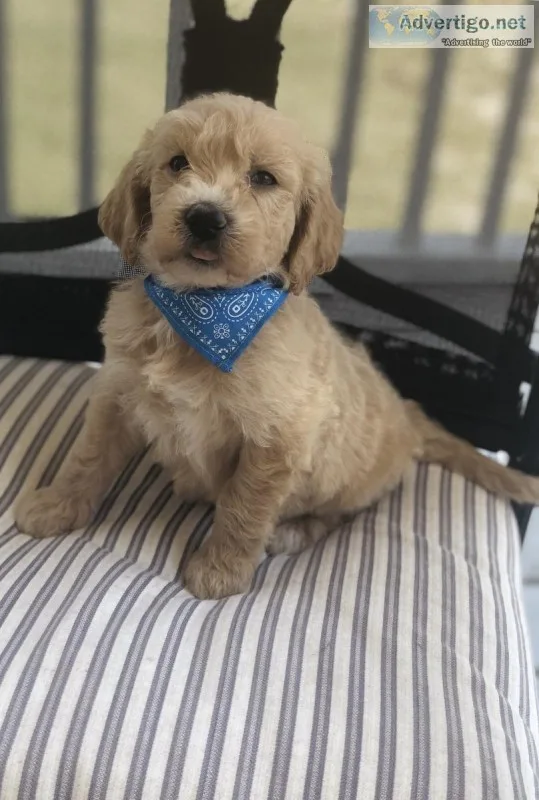 English f1standard Goldendoodle Boys