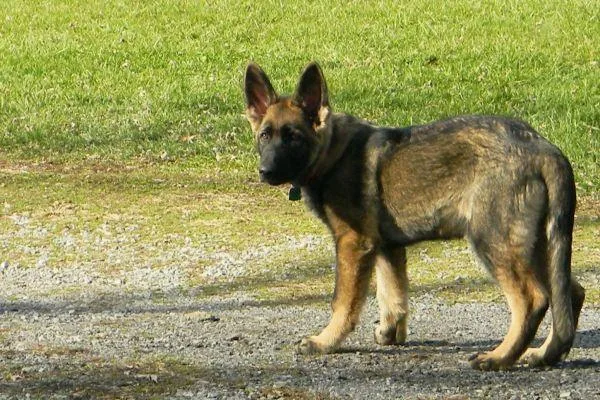 German Shepherd