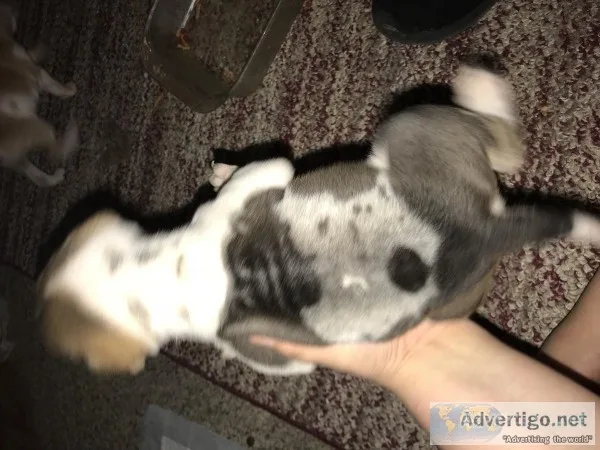 FULL BLOOD SHAR PEI PUPPIES