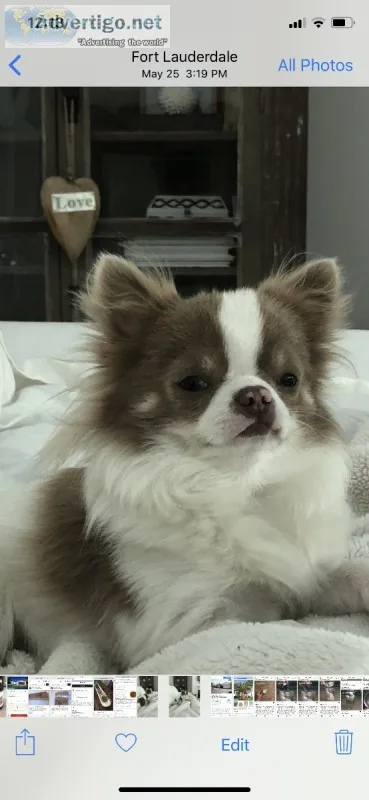 White and grey longhaired chihuahua