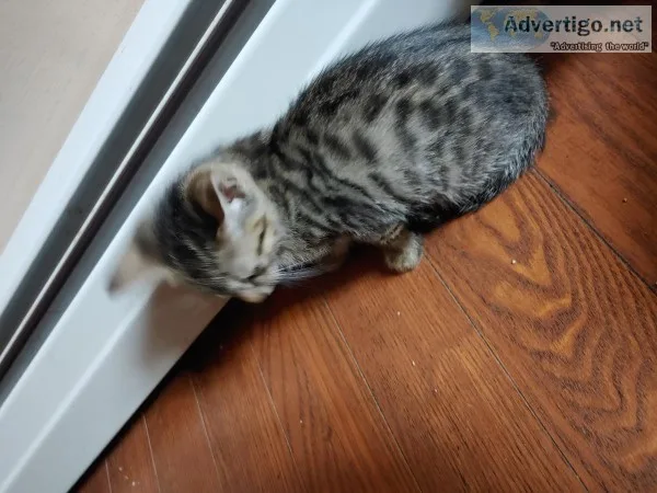 Bengals for sale