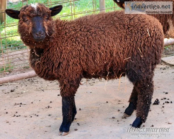 Mini Sheep-Sales Prices