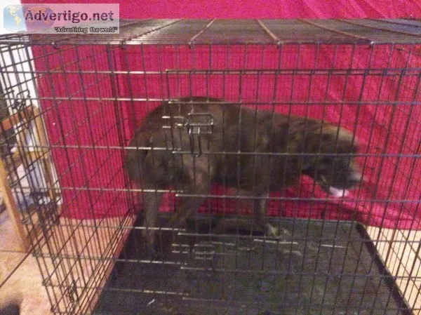 XXLG DOG CRATE 54&quot