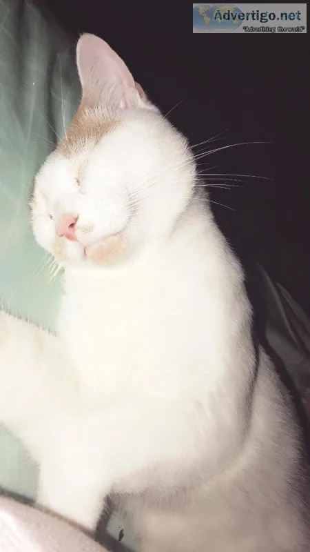 Loving Cat Needs a New Home