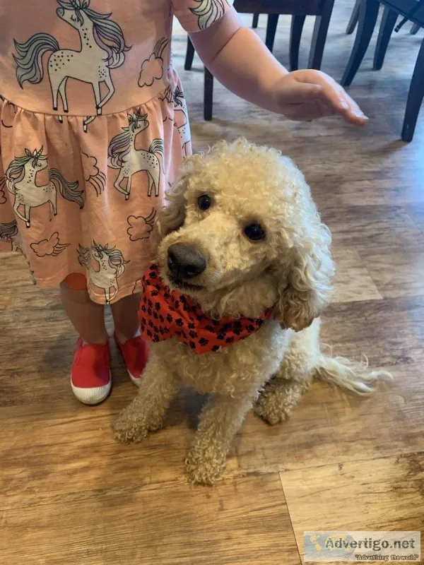 Mini Goldendoodle