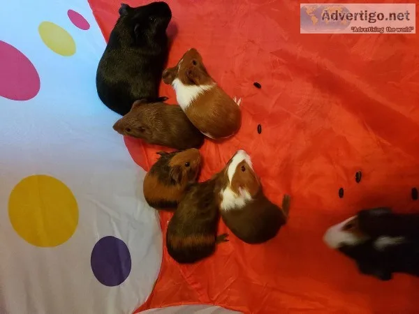 Guinea pigs