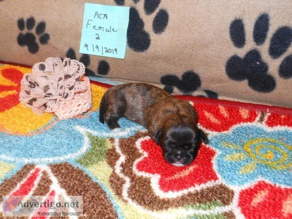 ACA LHASA APSO UNIQUE COLORS PUPPIES