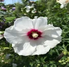 Rose of Sharon Seed (50 mixed)