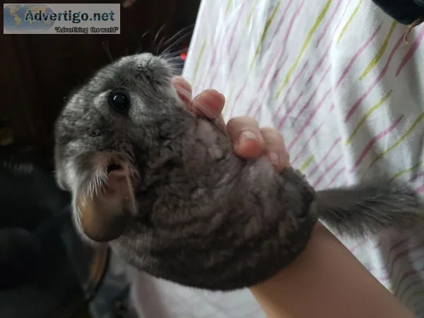 Baby chinchilla at almost 6 weeks