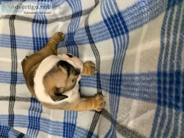AKC English bulldogs