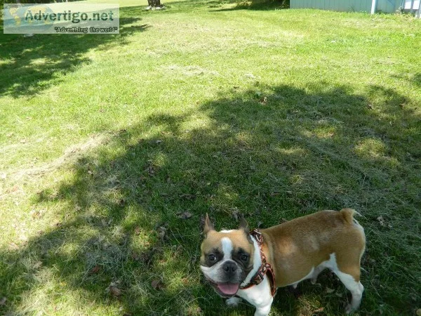 french bulldog adult female