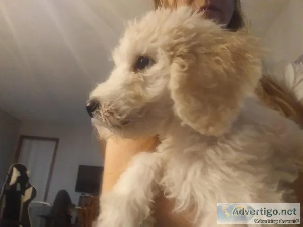Goldendoodles Multigen