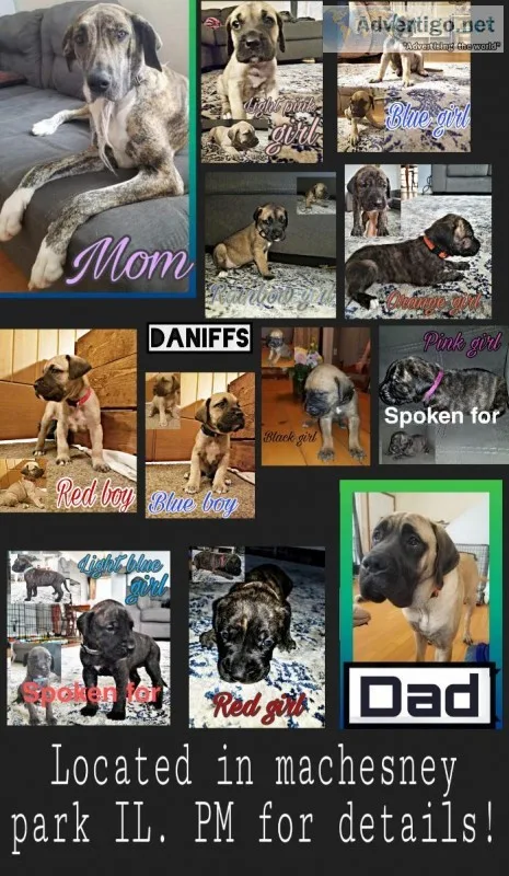 Daniff puppies (Great Dane x English mastiff)