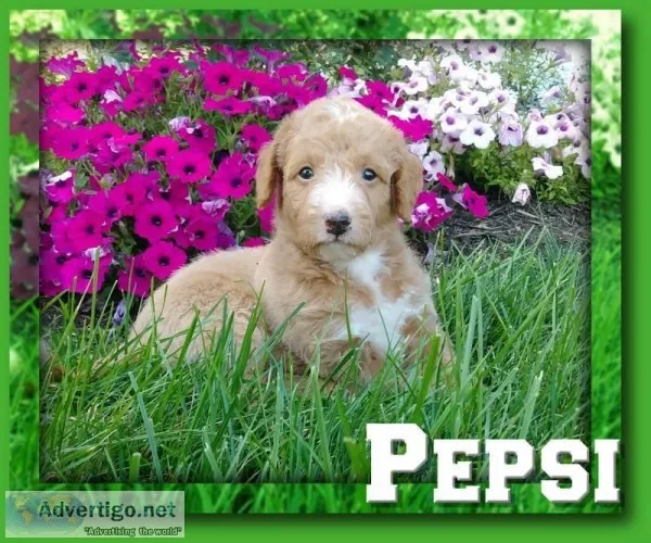 Pepsi Male Mini Labradoodle