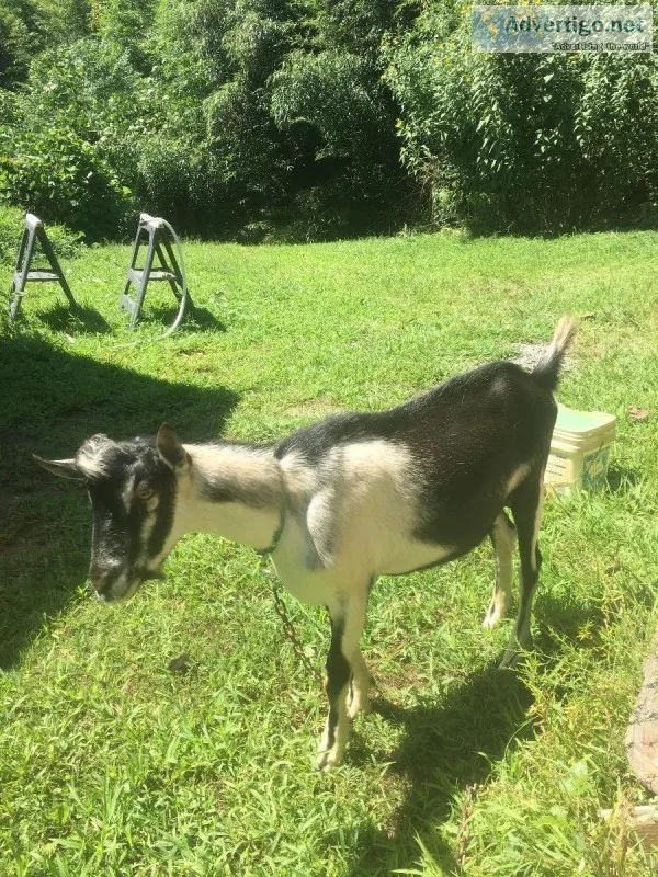 American alpine buckling-ADGA registered