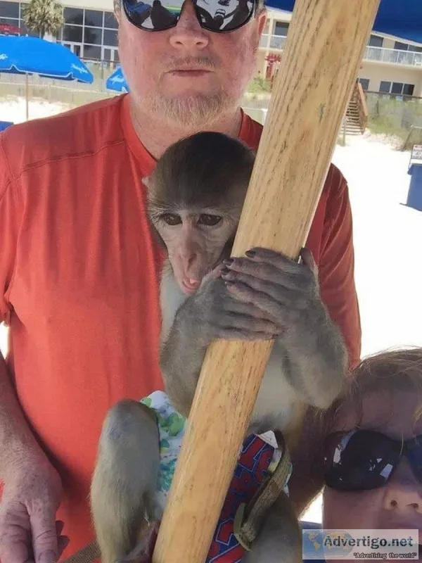 Home Trained Baby Monkey Rhesus Macaque