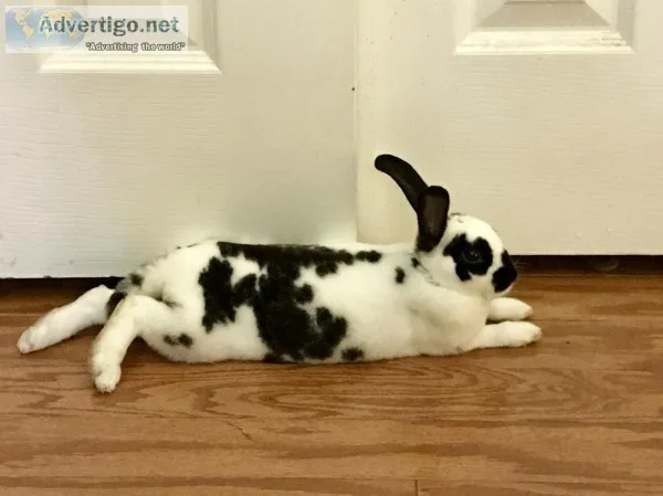 Mini Rex Bunny
