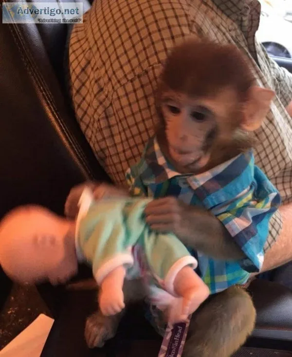 Non Violent Baby Monkey For AdoptionRehoming