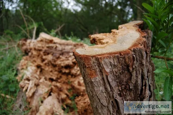 Hire Professional for Tree Removal in Atlanta GA