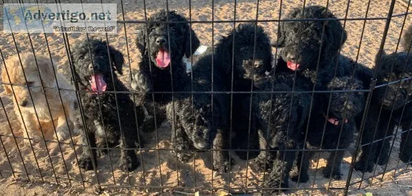 akc Standard Poodle