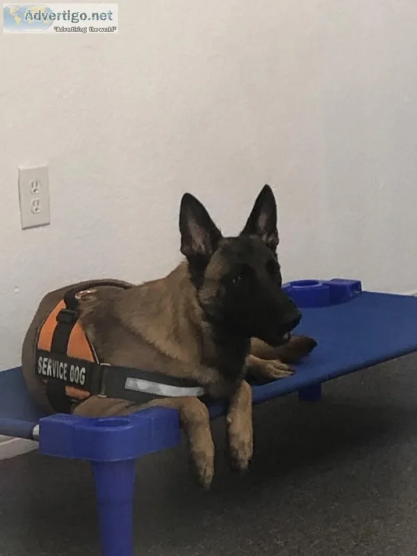 Trained Malinois for Sale